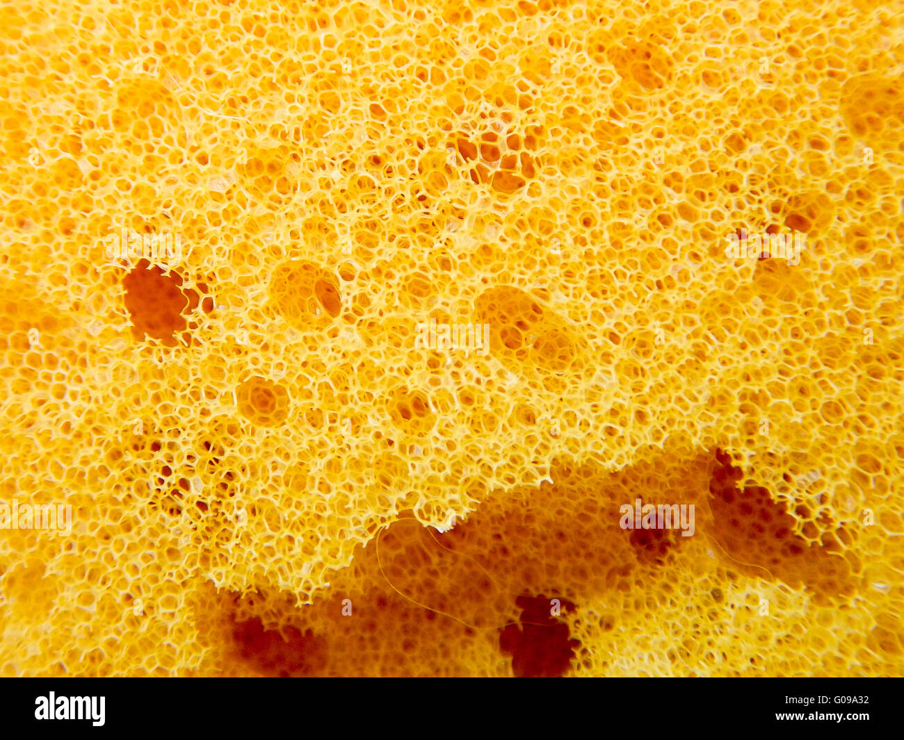 Closeup of yellow sea sponge. Stock Photo