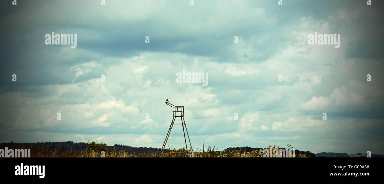 Bird on hide Stock Photo - Alamy