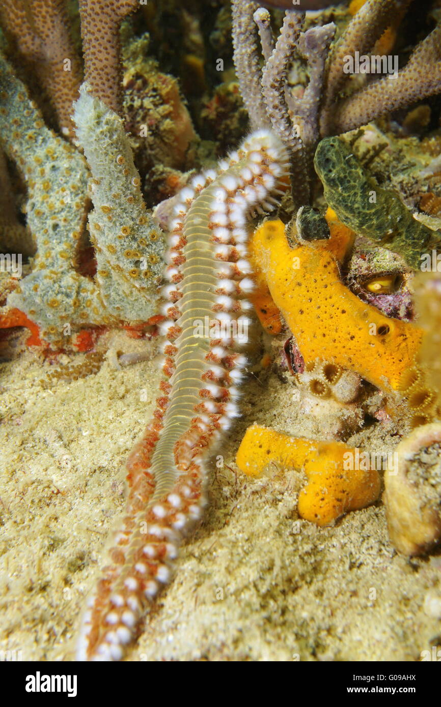 A bearded fireworm, marine bristleworm, Hermodice carunculata, underwater marine life, Caribbean sea Stock Photo
