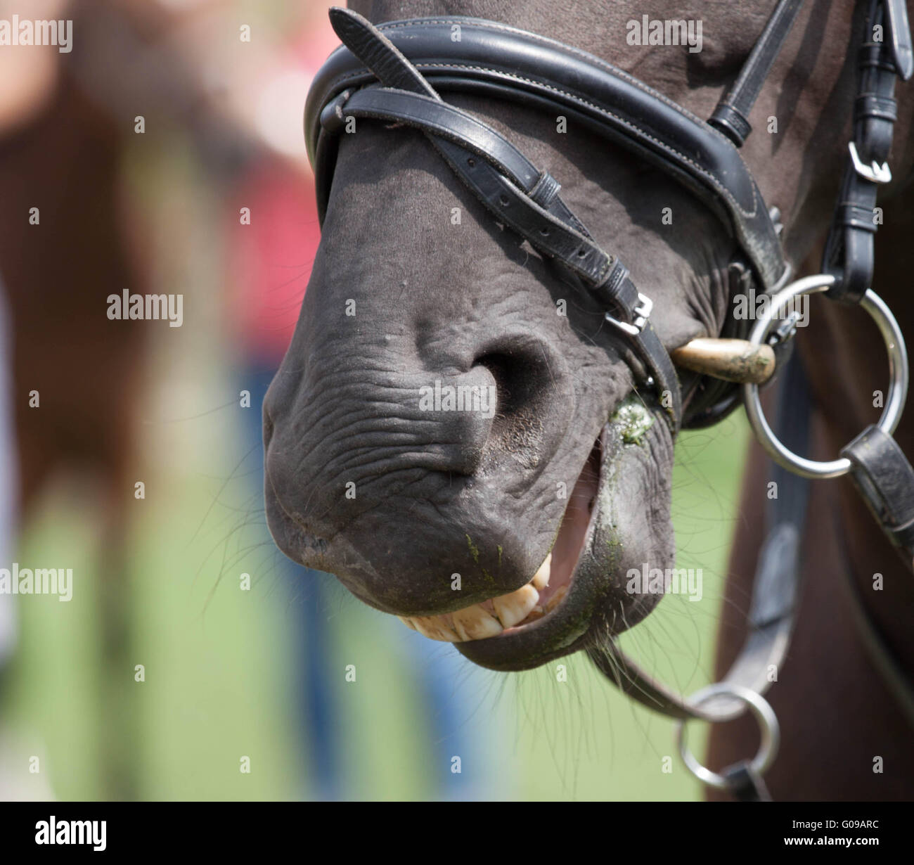 laughing Horse Stock Photo