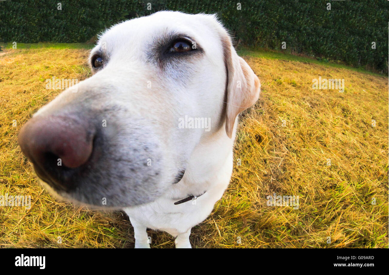 Cream color dog hires stock photography and images Alamy