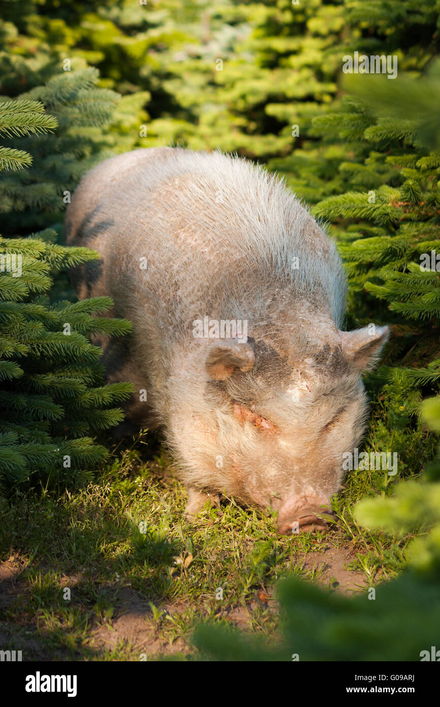 Pig between firs Stock Photo