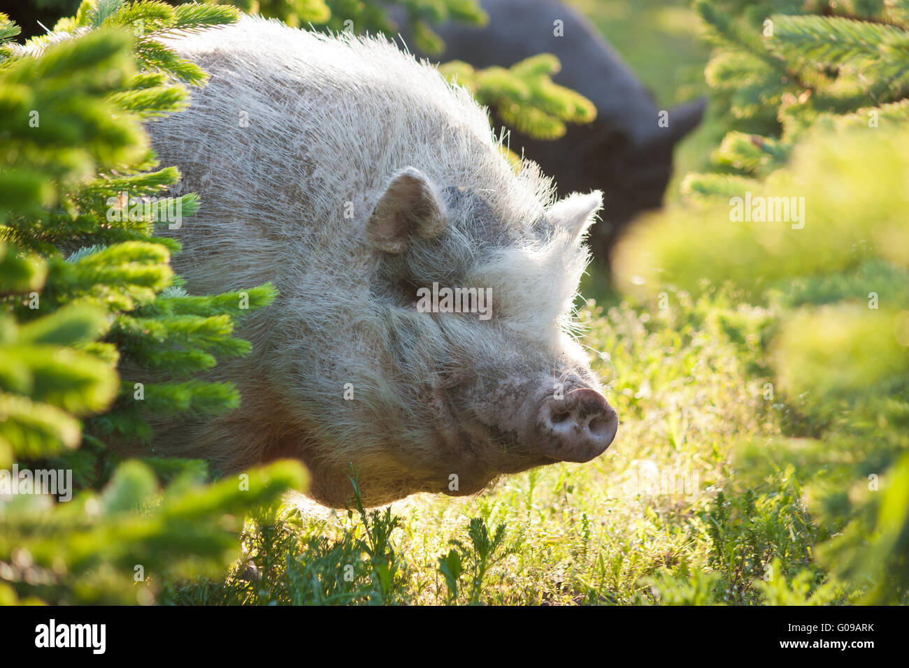 Pig between firs Stock Photo