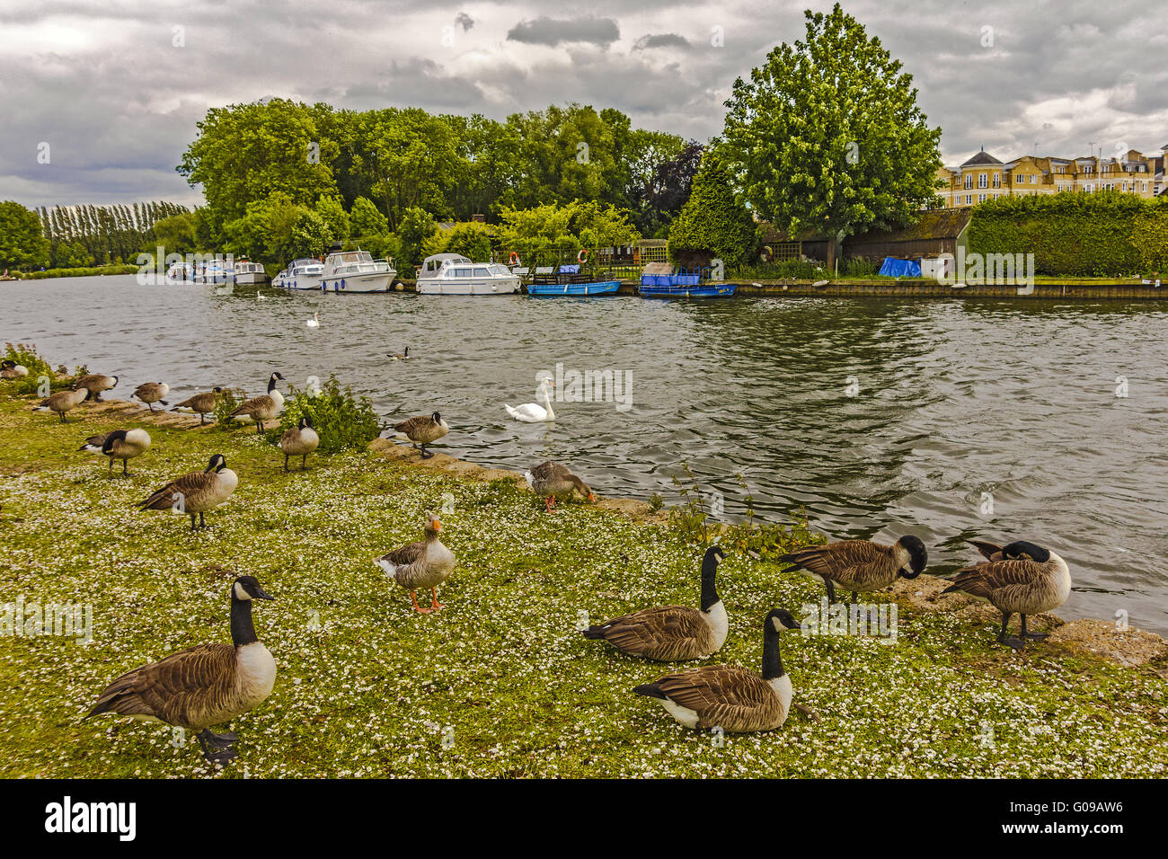 Canada Geese Feeding On The River Thames Reading U Stock Photo