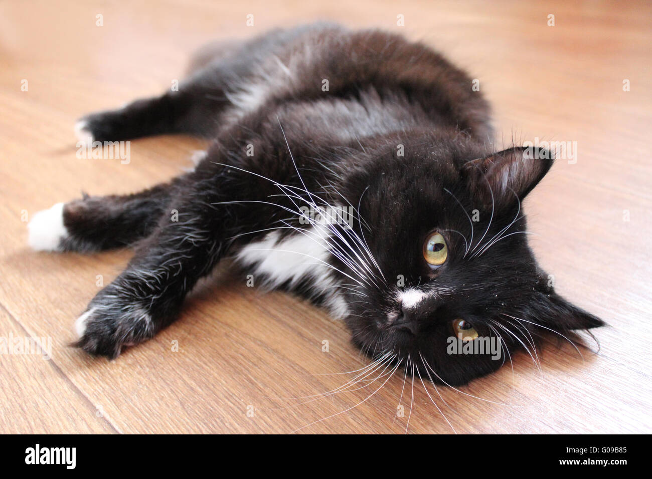 black cat lying on the floor Stock Photo - Alamy