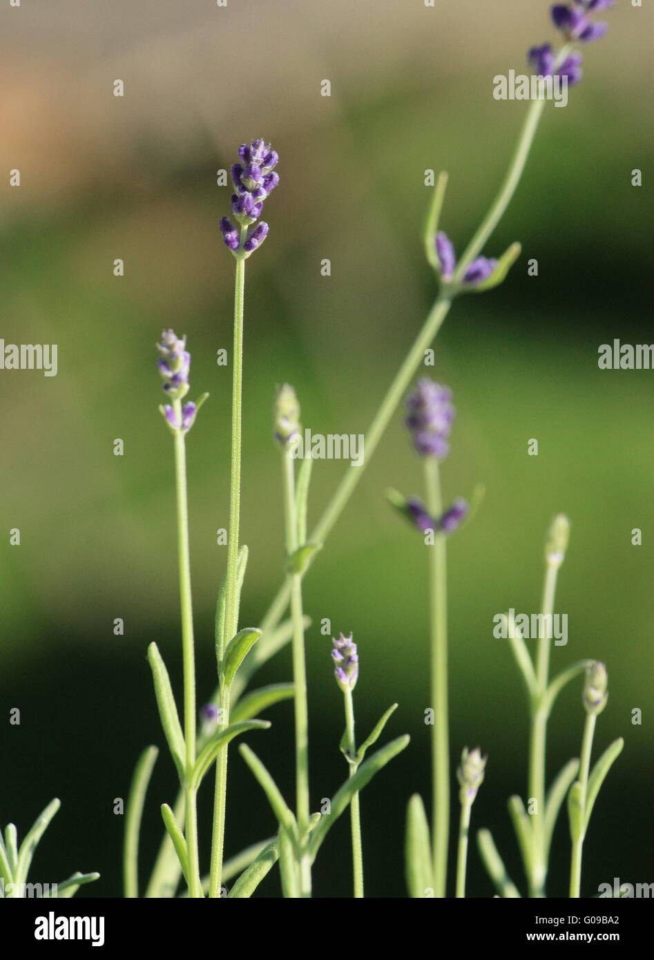 M lavender hi-res stock photography and images - Alamy