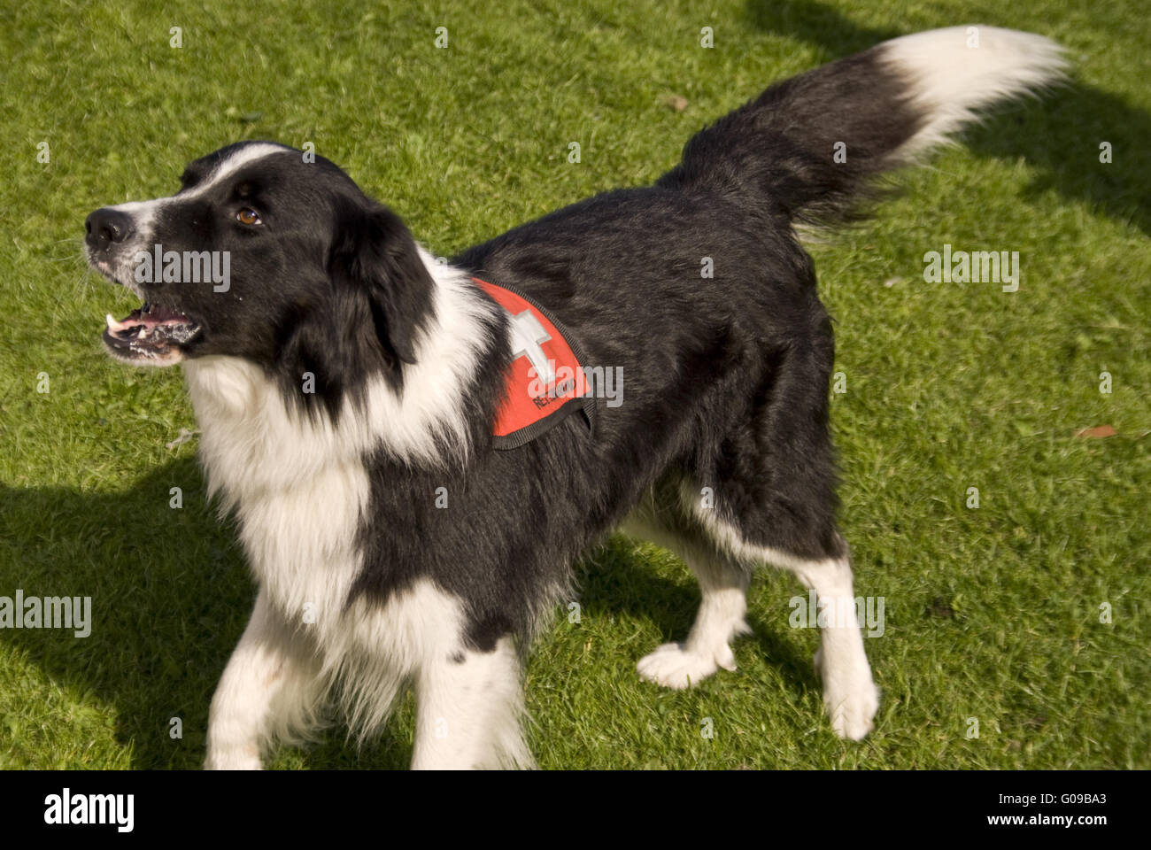 Rescue Dogs Squadron Stock Photo