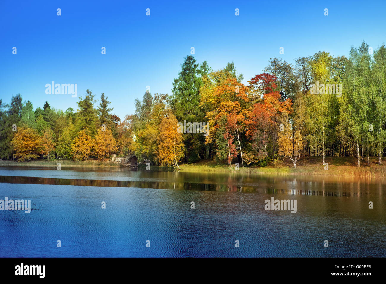 The bright autumn wood is reflected in the lake Stock Photo Alamy