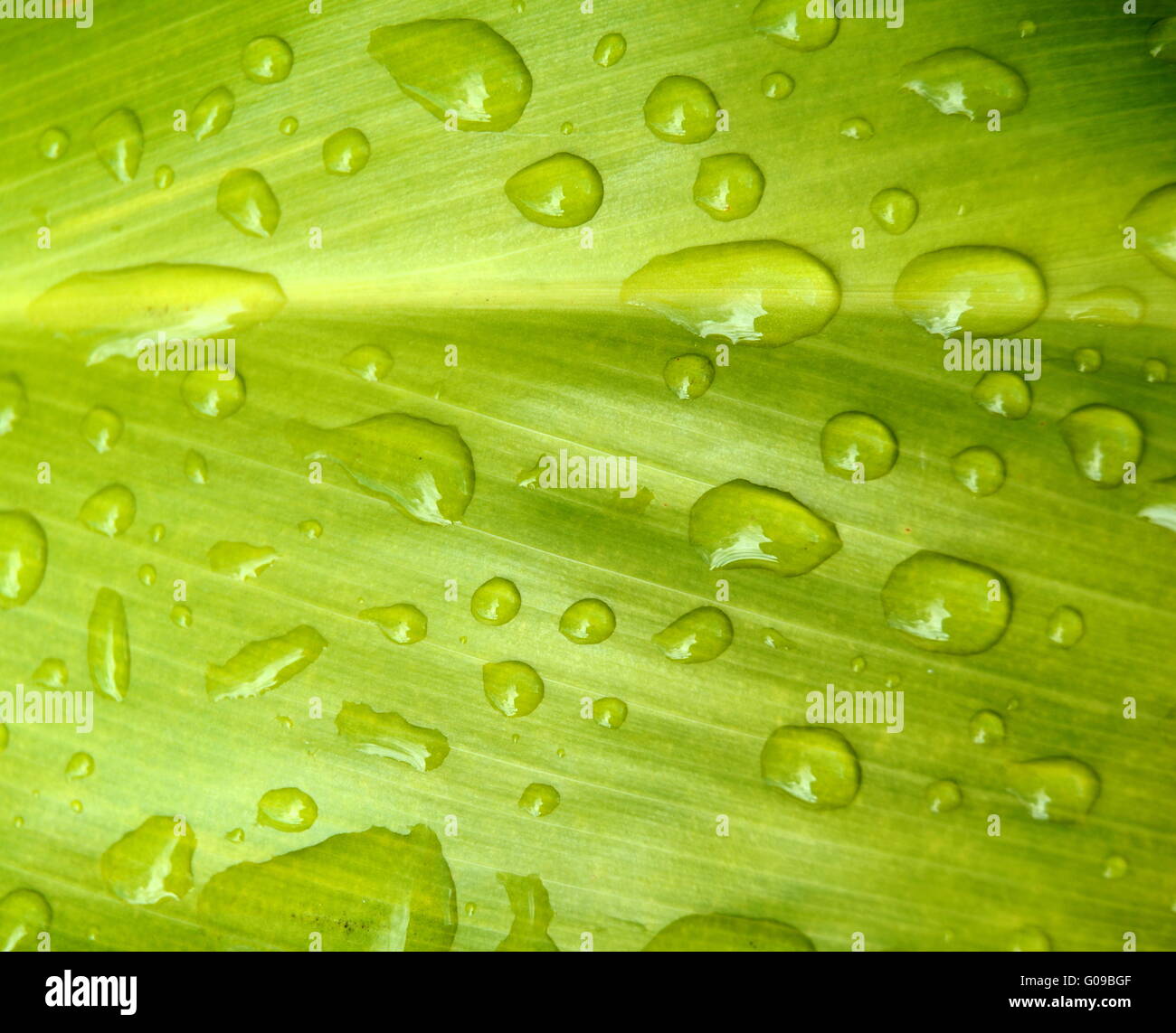 Nature Background Of Water Drops Of A Tropical Leaf Stock Photo - Alamy