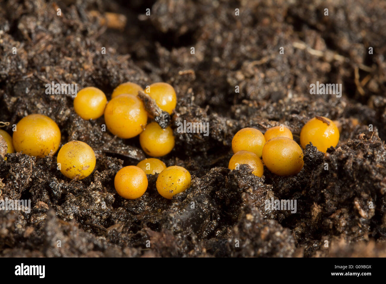 worm eggs Soil 01 Stock Photo