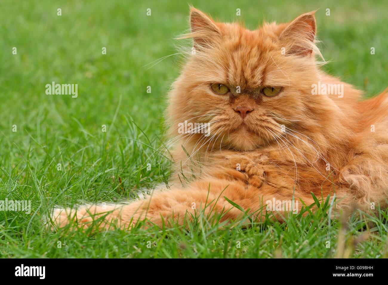 persian longhair Stock Photo