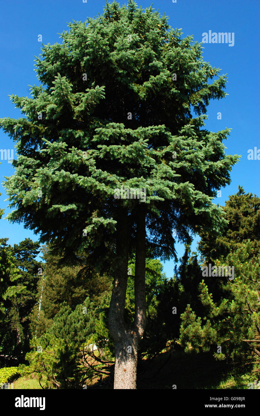 Fir Stock Photo Alamy