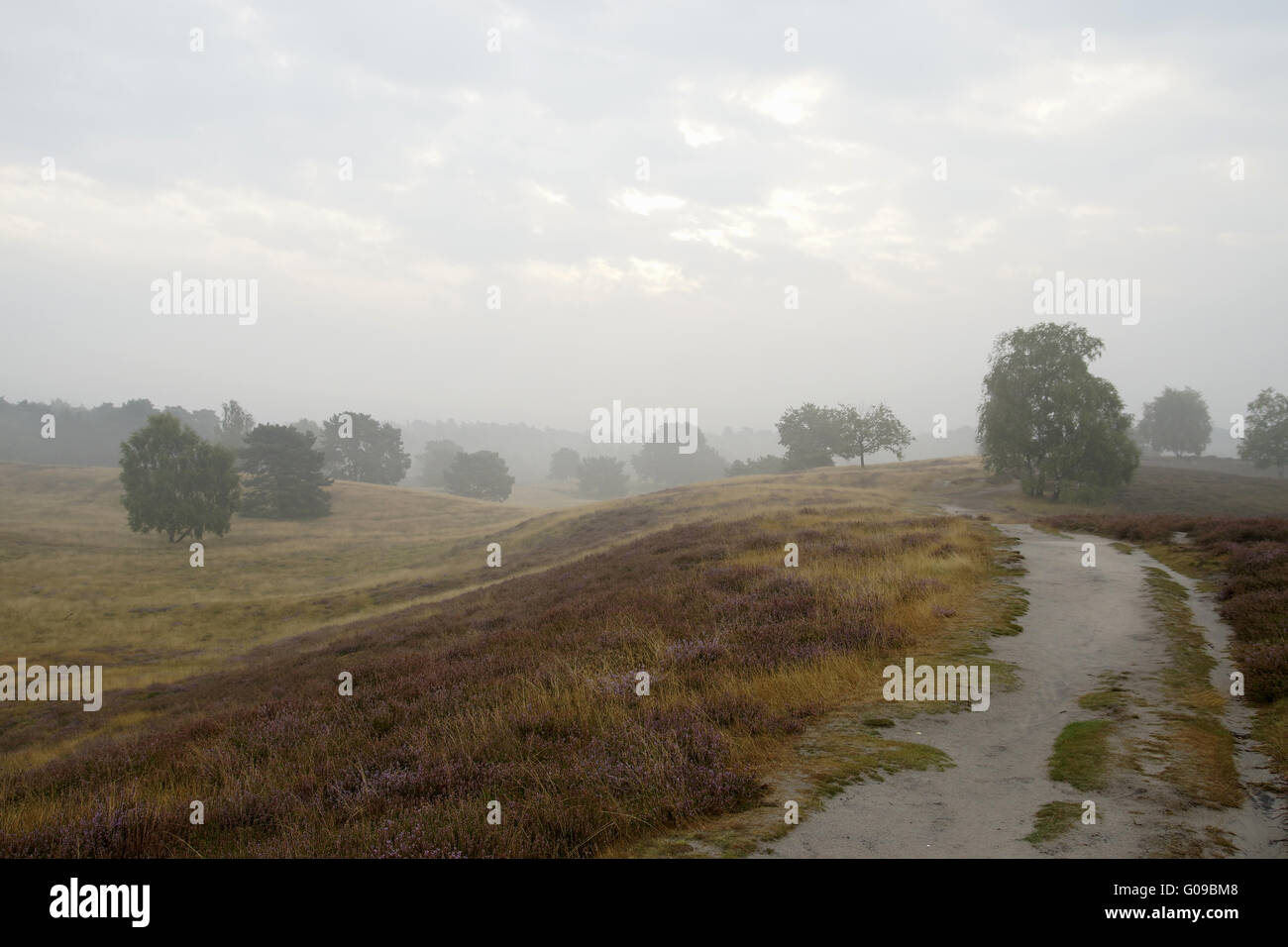 Heathlands in the early morning fog, Westruper Hei Stock Photo