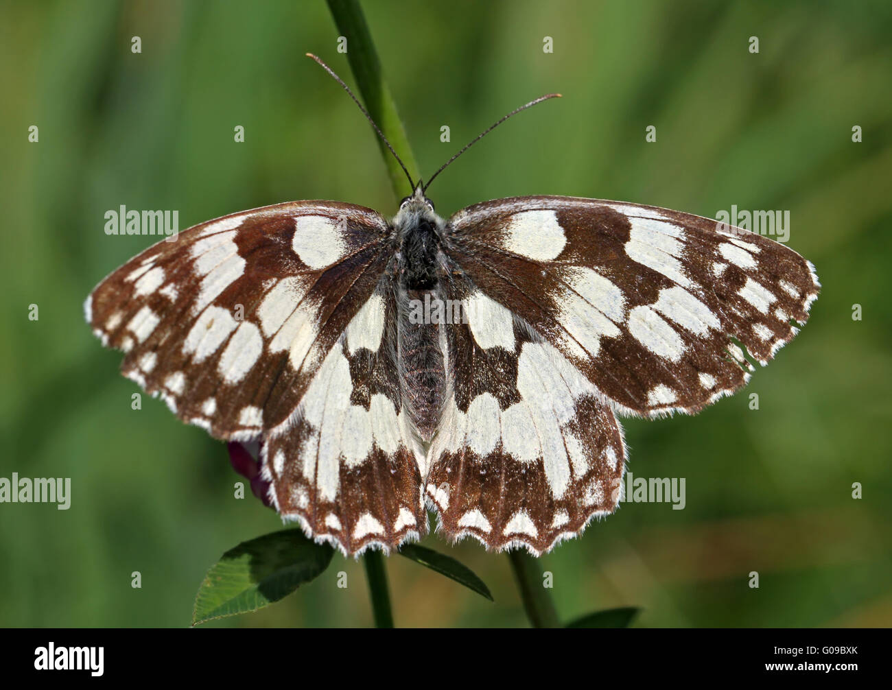 butterfly Stock Photo