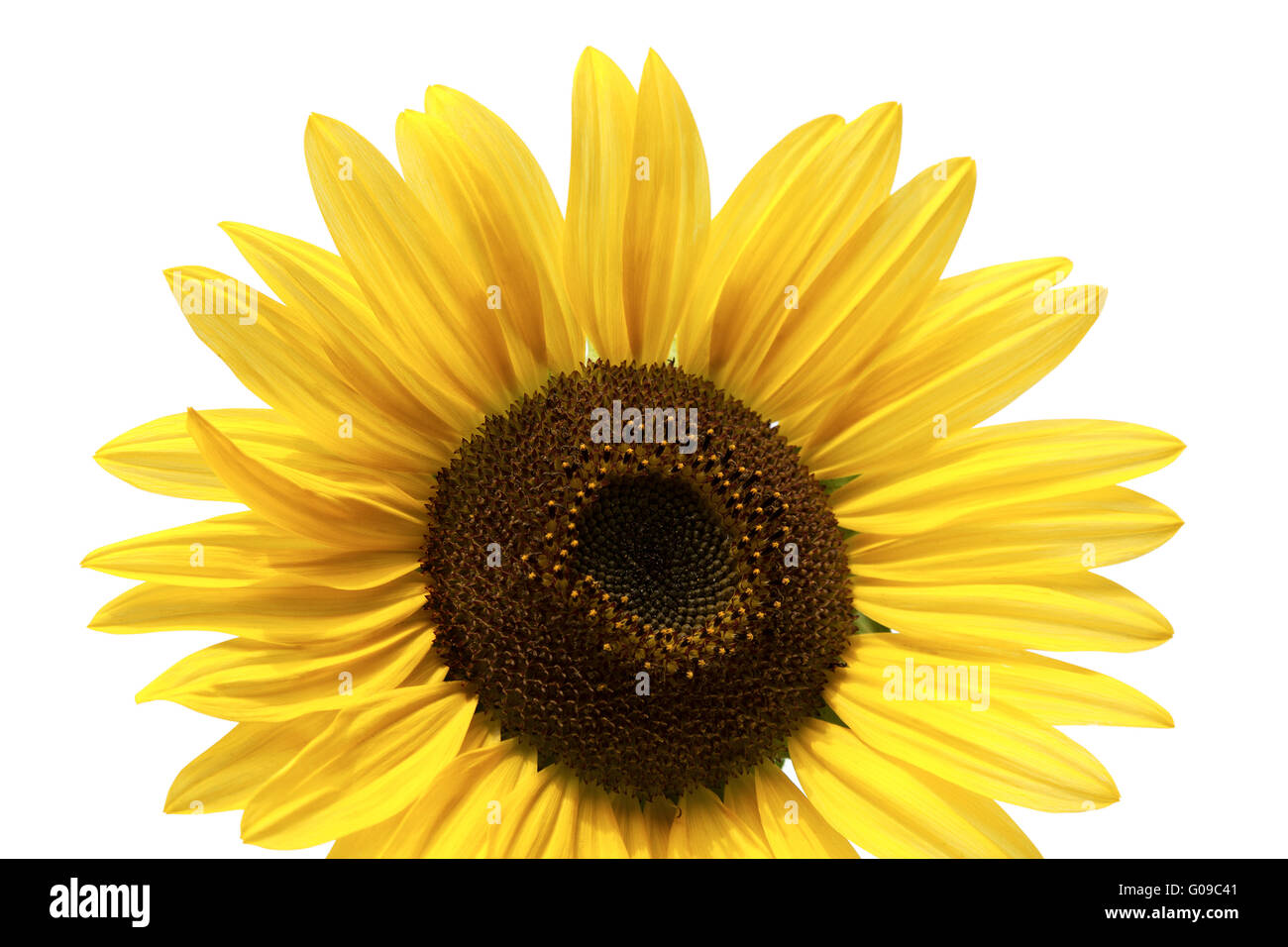 sunflower isolated on white background Stock Photo - Alamy