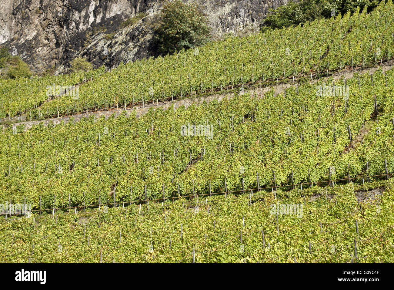 Landscape with vineyards under the Drachenfels, Ko Stock Photo