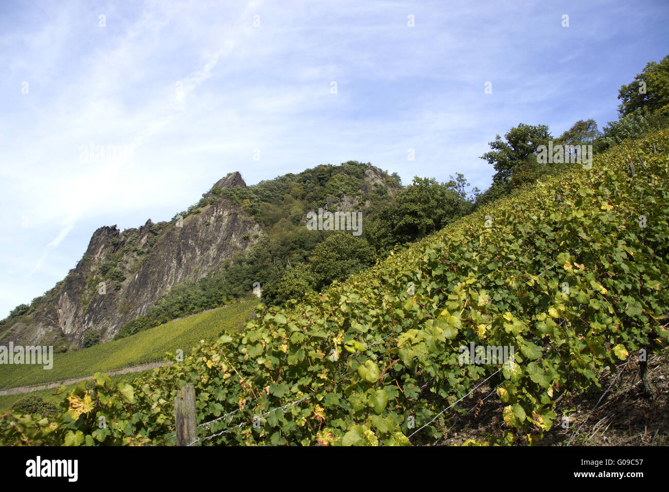 Landscape with vineyards under the Drachenfels, Ko Stock Photo