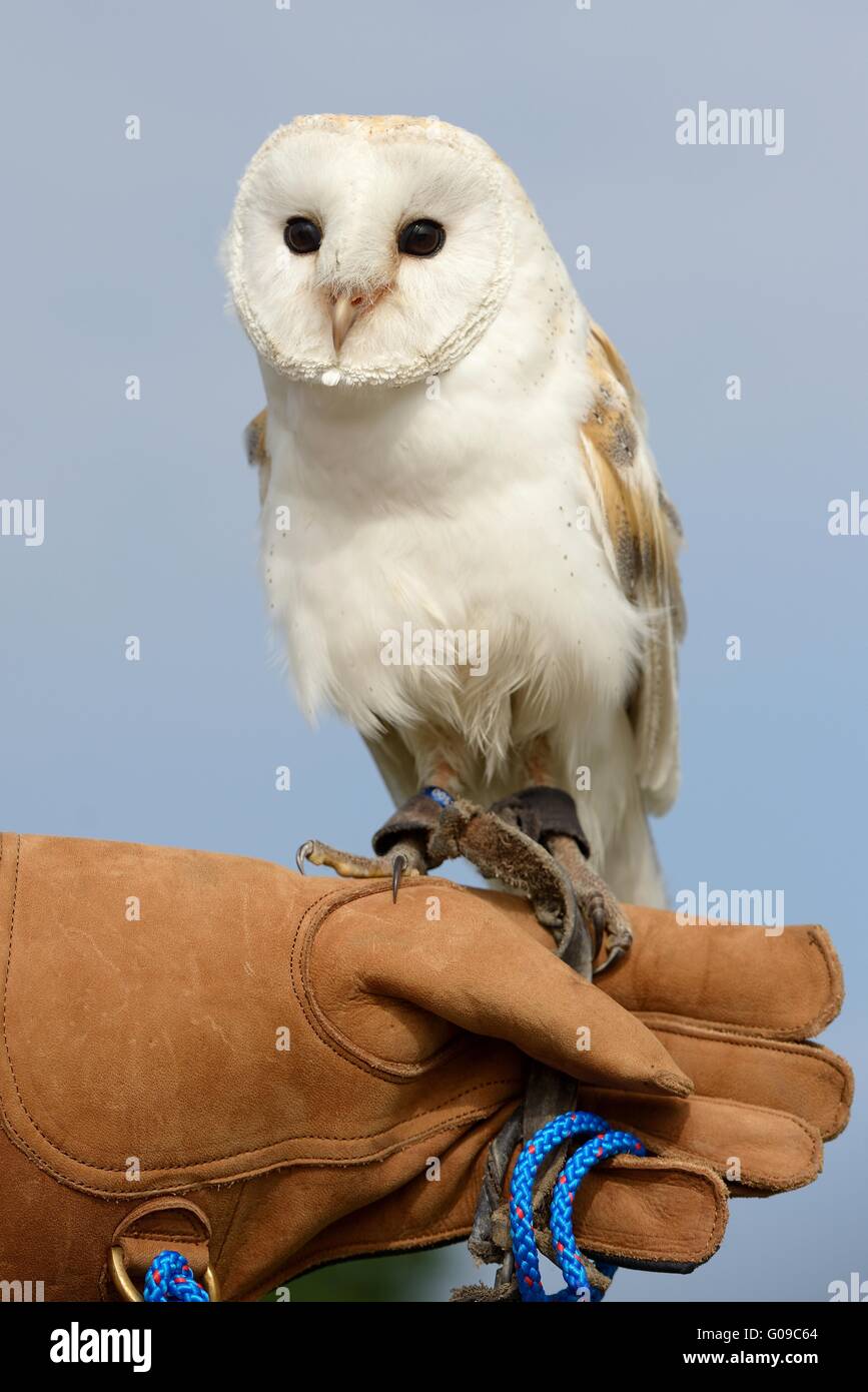 common barn owl Stock Photo
