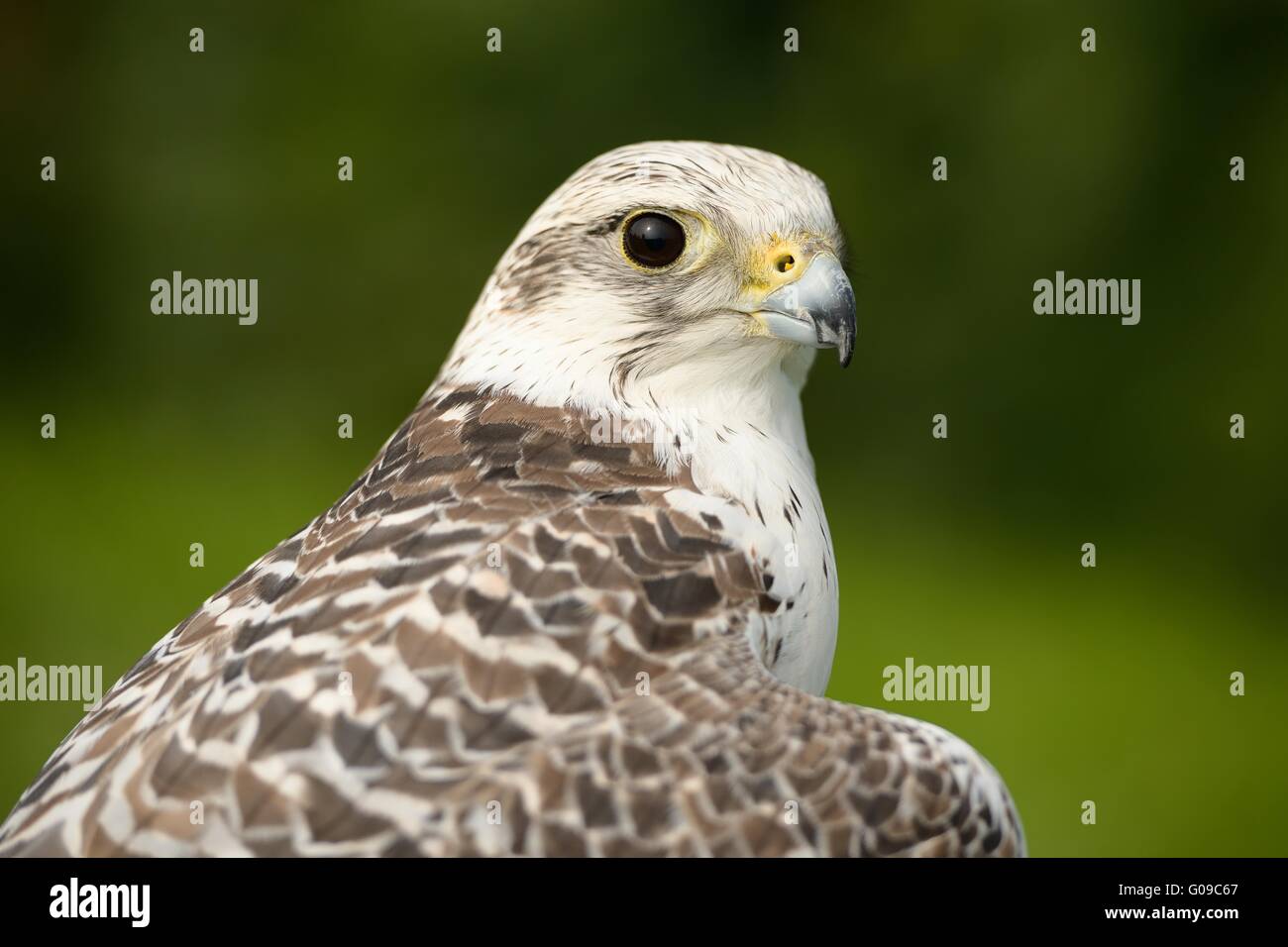 Saker Falcon Stock Photo