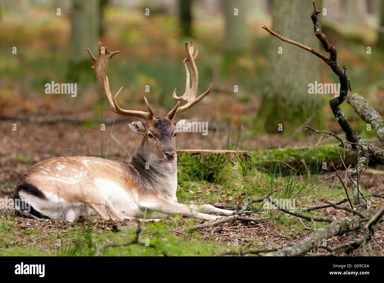 fallow deer Stock Photo