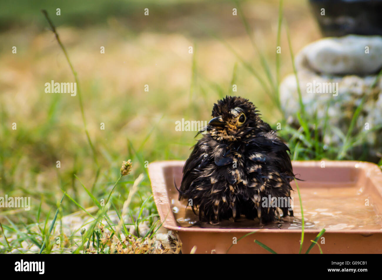 Blackbird has a bath in bird's drinks Stock Photo