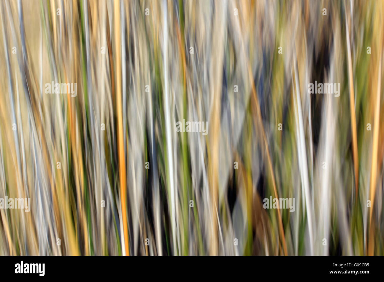 Blurred Trees 010 Stock Photo