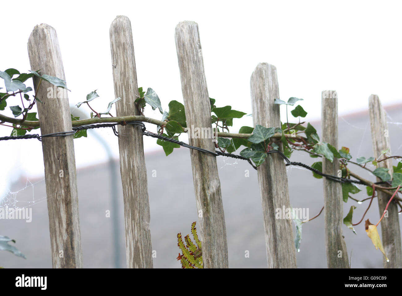 Ivy garden fence hi-res stock photography and images - Alamy