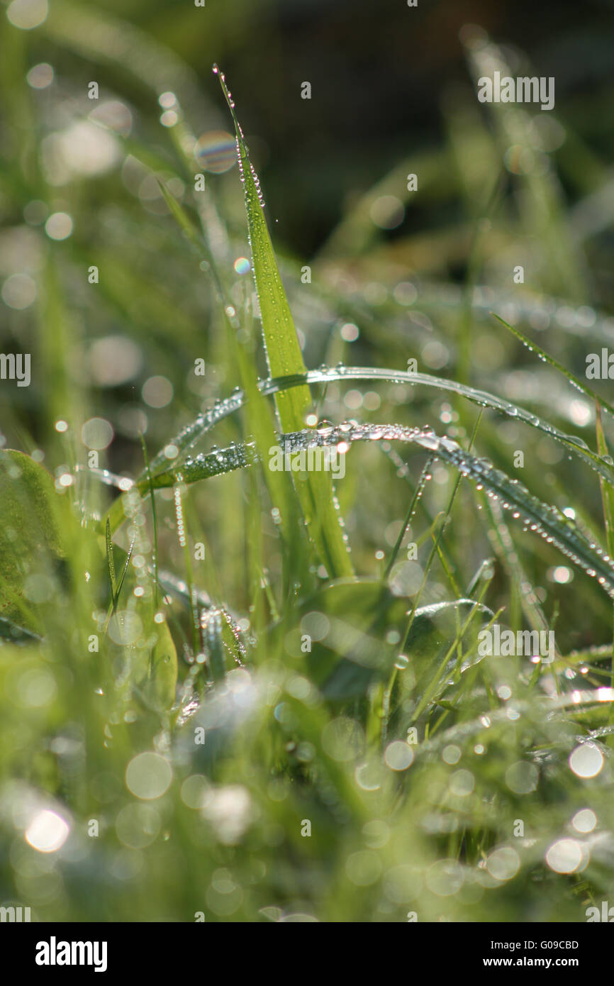 Wet grass sun hires stock photography and images Alamy