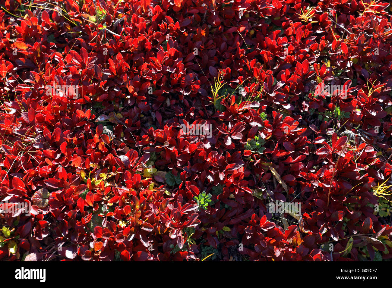 Salix herbacea, dwarf willow in autumn leaves Stock Photo
