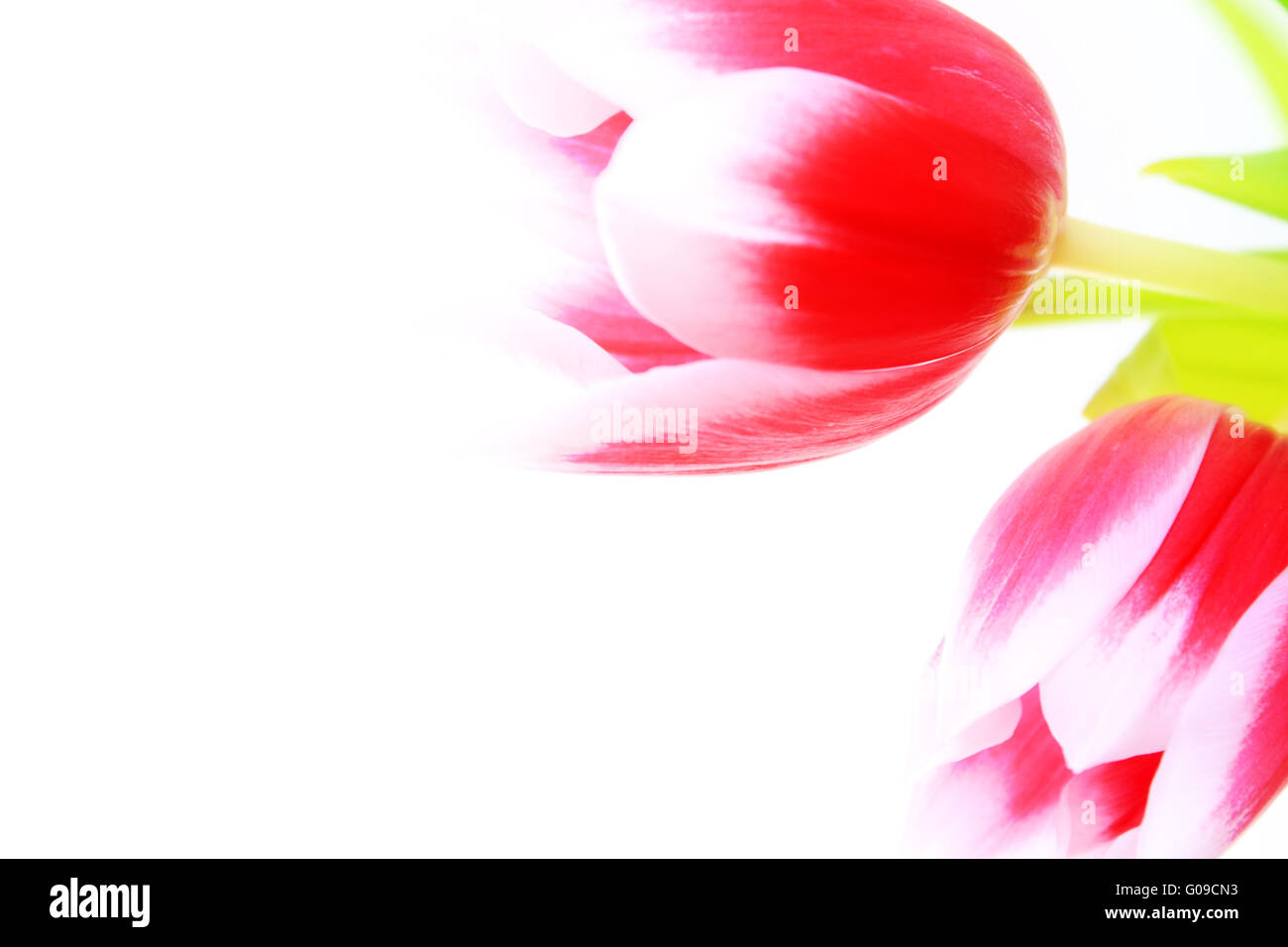 Beautiful pink tulip isolated on white background Stock Photo - Alamy
