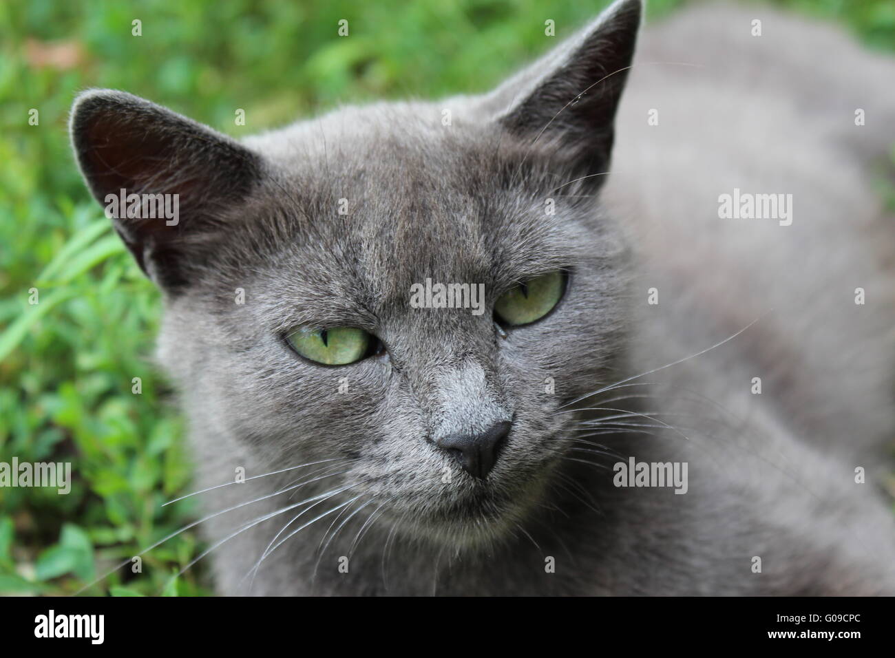 image of Siamese cat in the green grass Stock Photo - Alamy