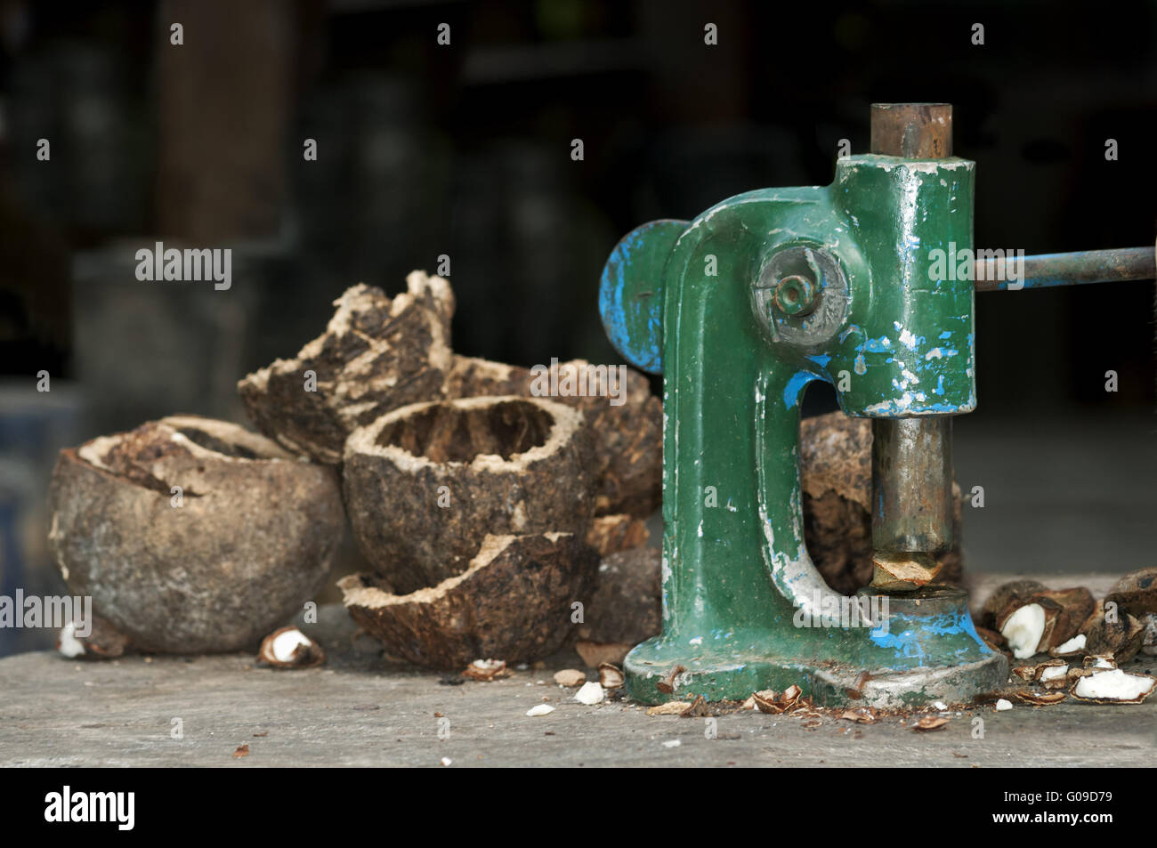 Brazil nut cracker, Peru Stock Photo Alamy