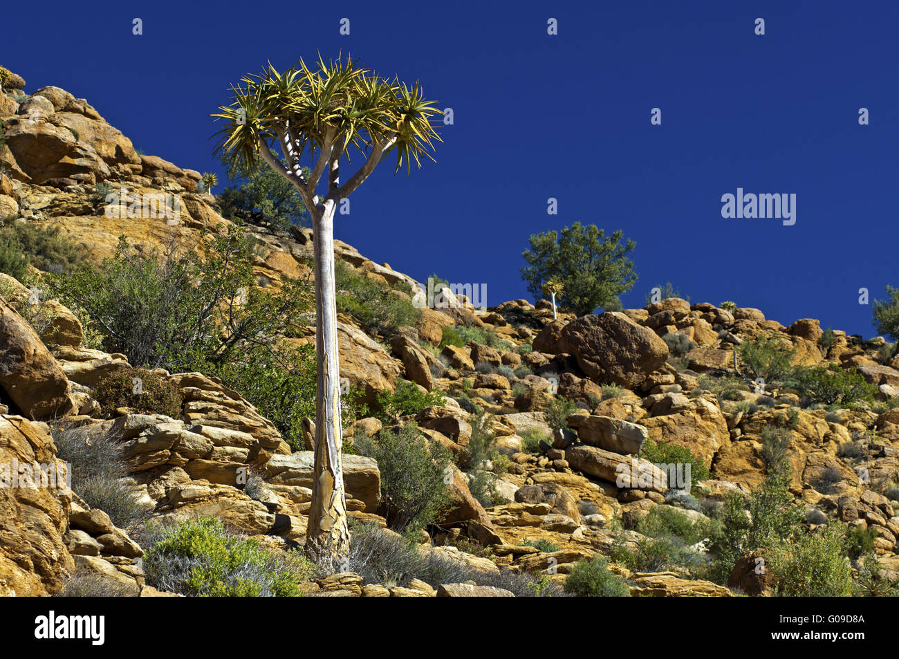 Quiver tree, Kokerboom, South Africa Stock Photo