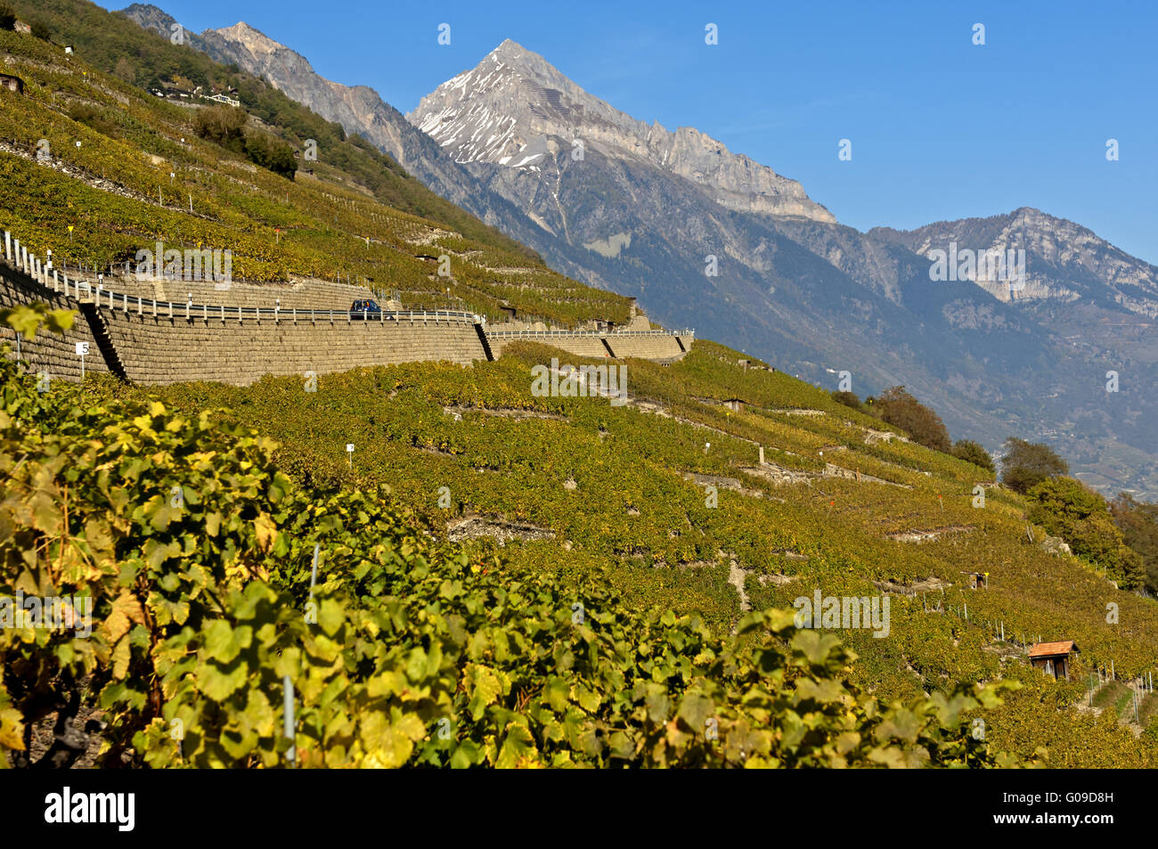 Vineyards near Martigny, Valais, Switzerland Stock Photo