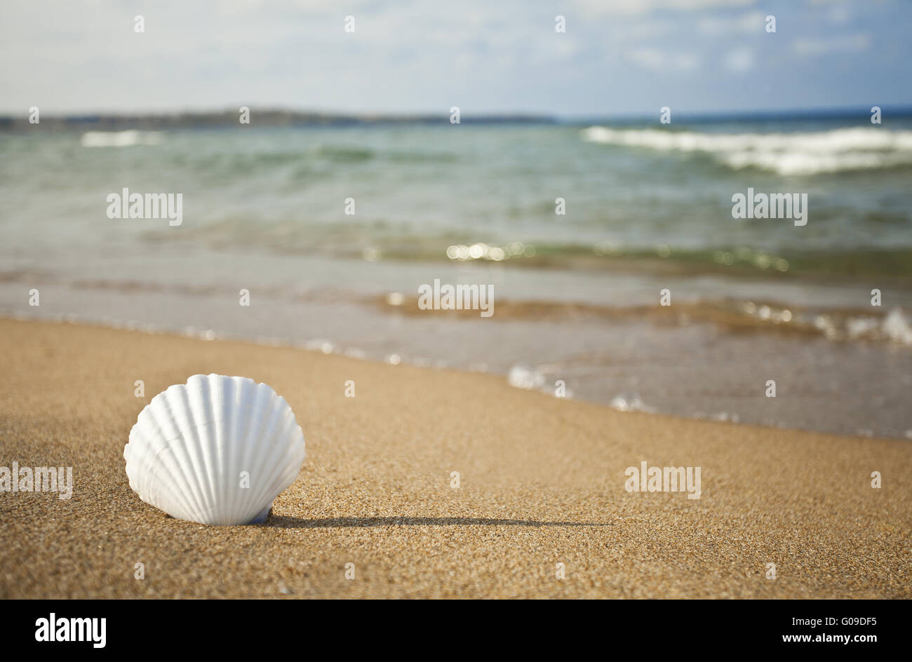 Shell on the beach Stock Photo Alamy