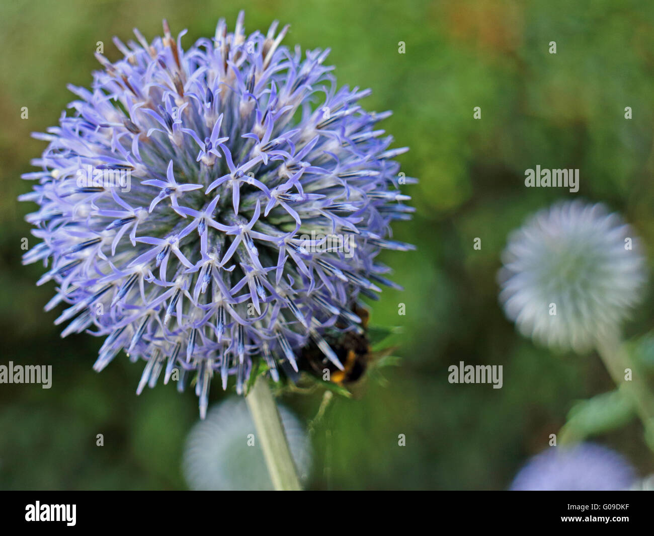 ornamental onion Stock Photo