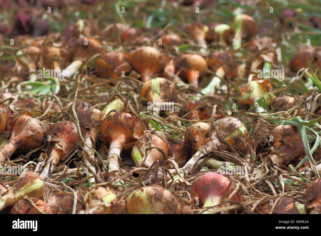 Onion harvest Stock Photo