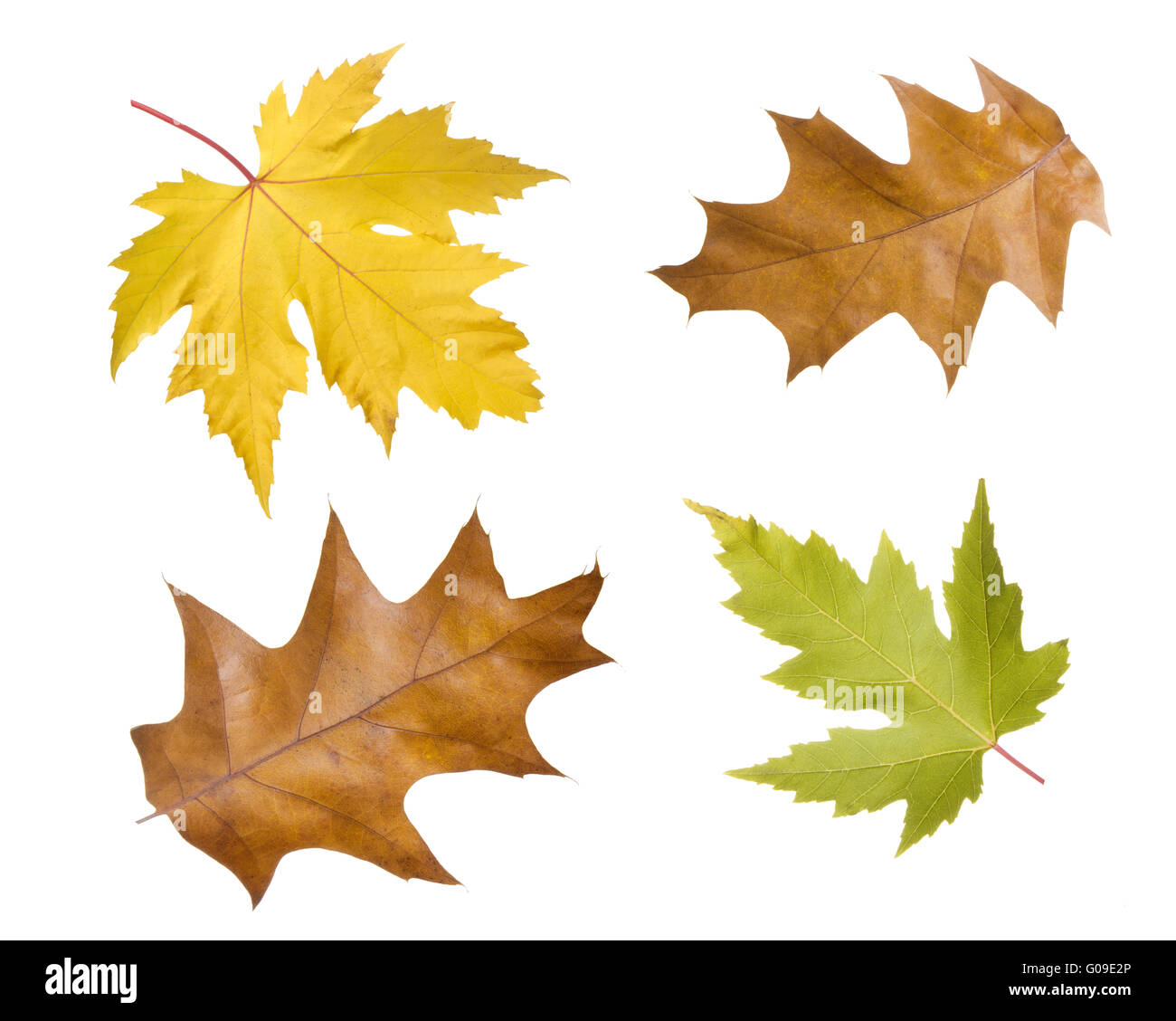 four autumn leaves, foliage isolated on white Stock Photo