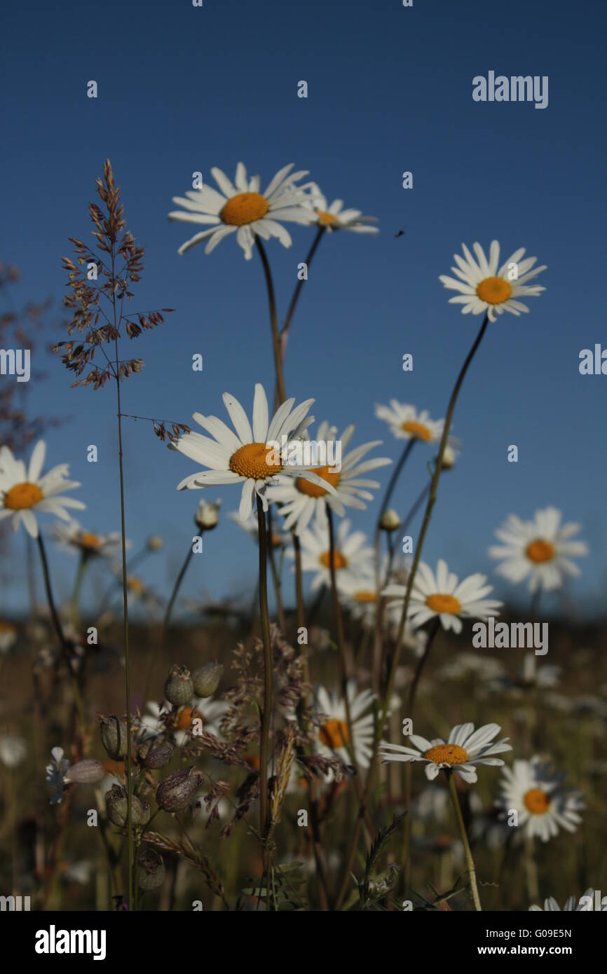 marguerite Stock Photo