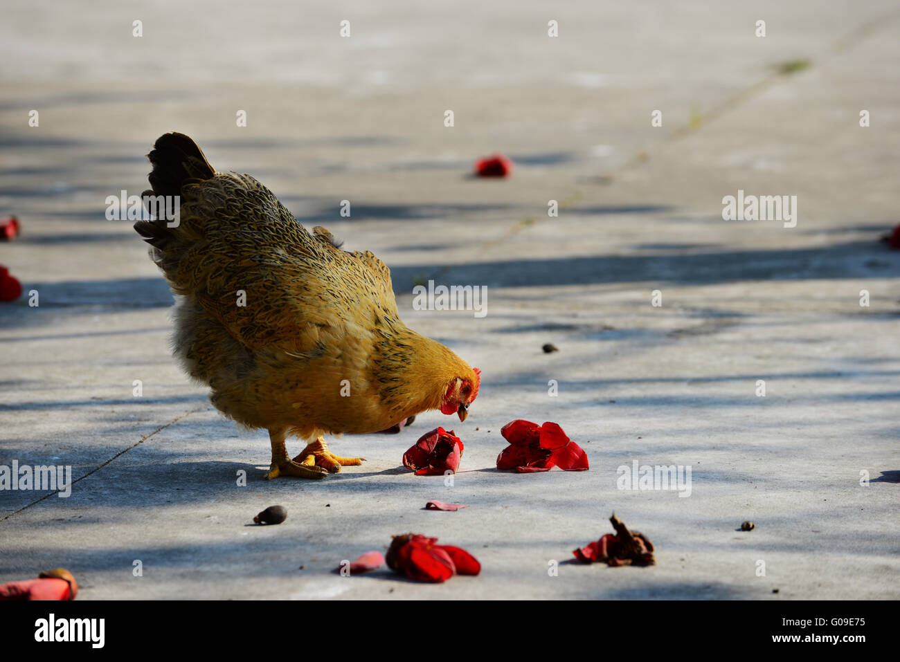 Walking hen in rural area with kapok flowers Stock Photo