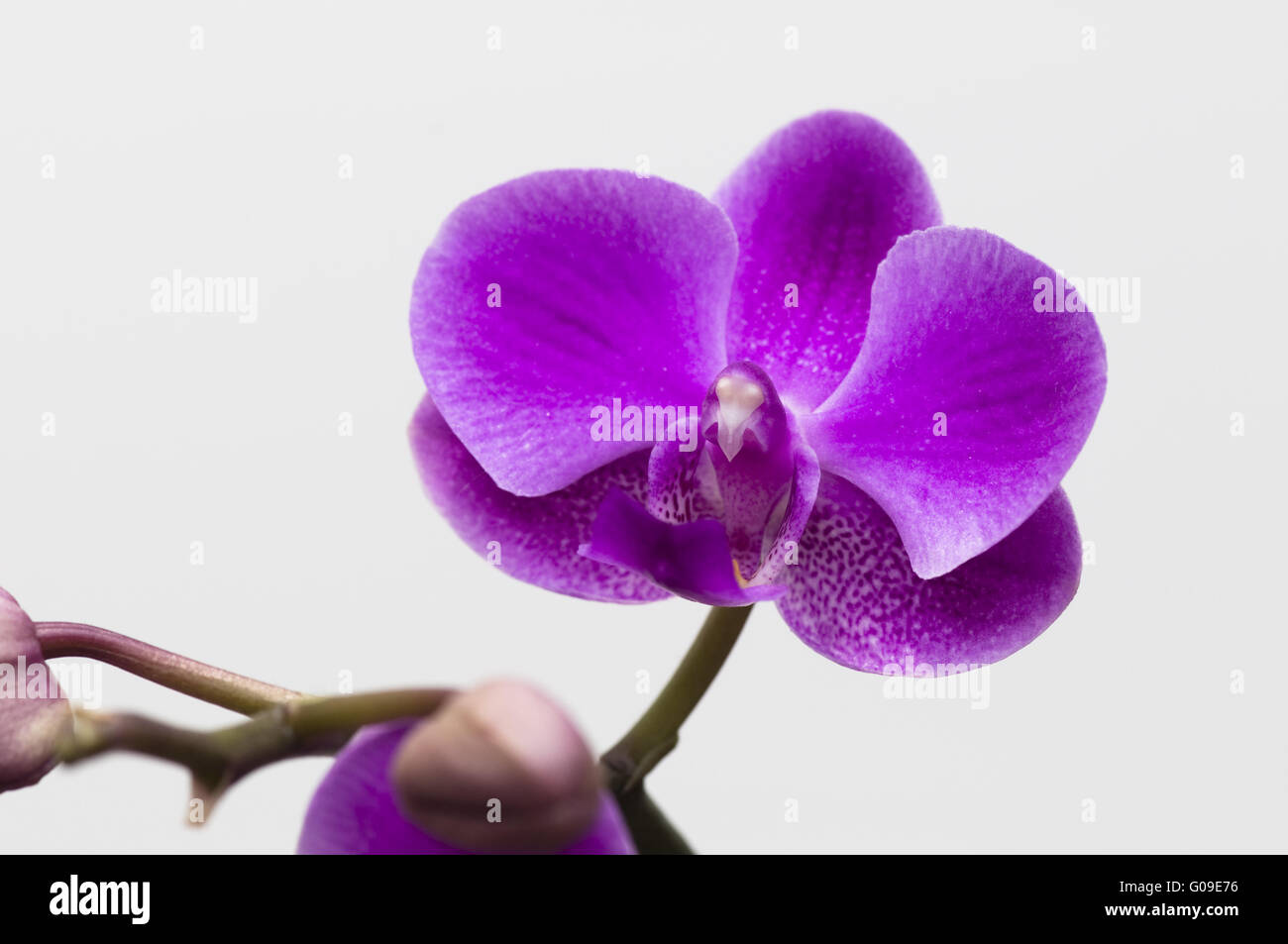 Pink orchid flower isolated on white background Stock Photo - Alamy
