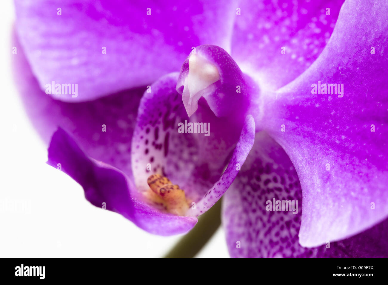 Pink orchid flower isolated on white background Stock Photo - Alamy