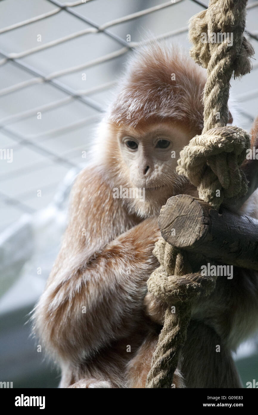 Haubenlanguren, small, young ape, monkey brown and Stock Photo