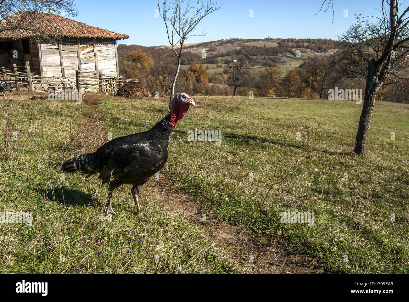 Free range domestic turkeys of meadow in mountain Stock Photo