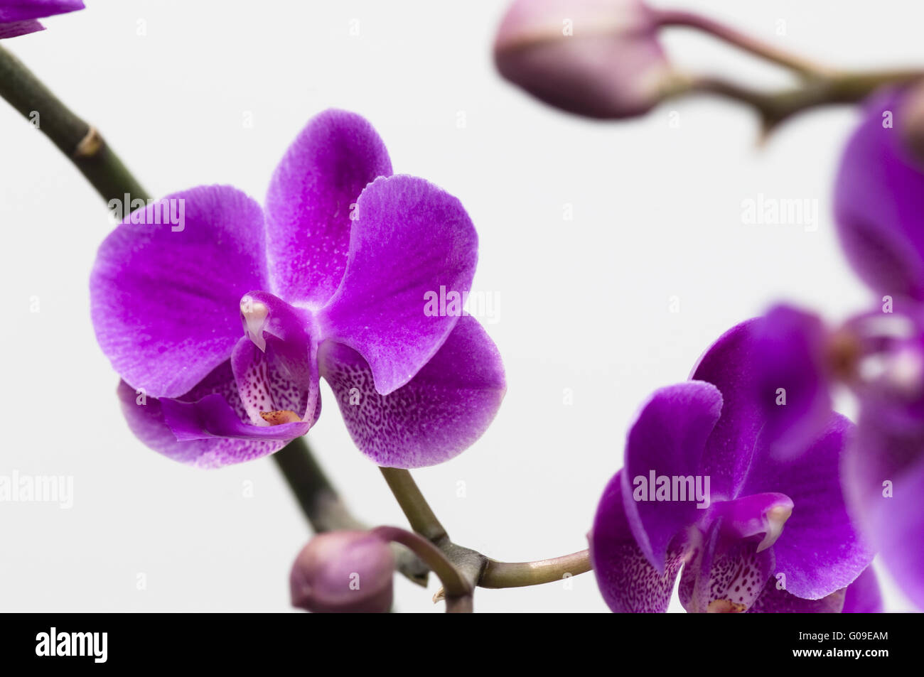 Pink orchid flower isolated on white background Stock Photo - Alamy