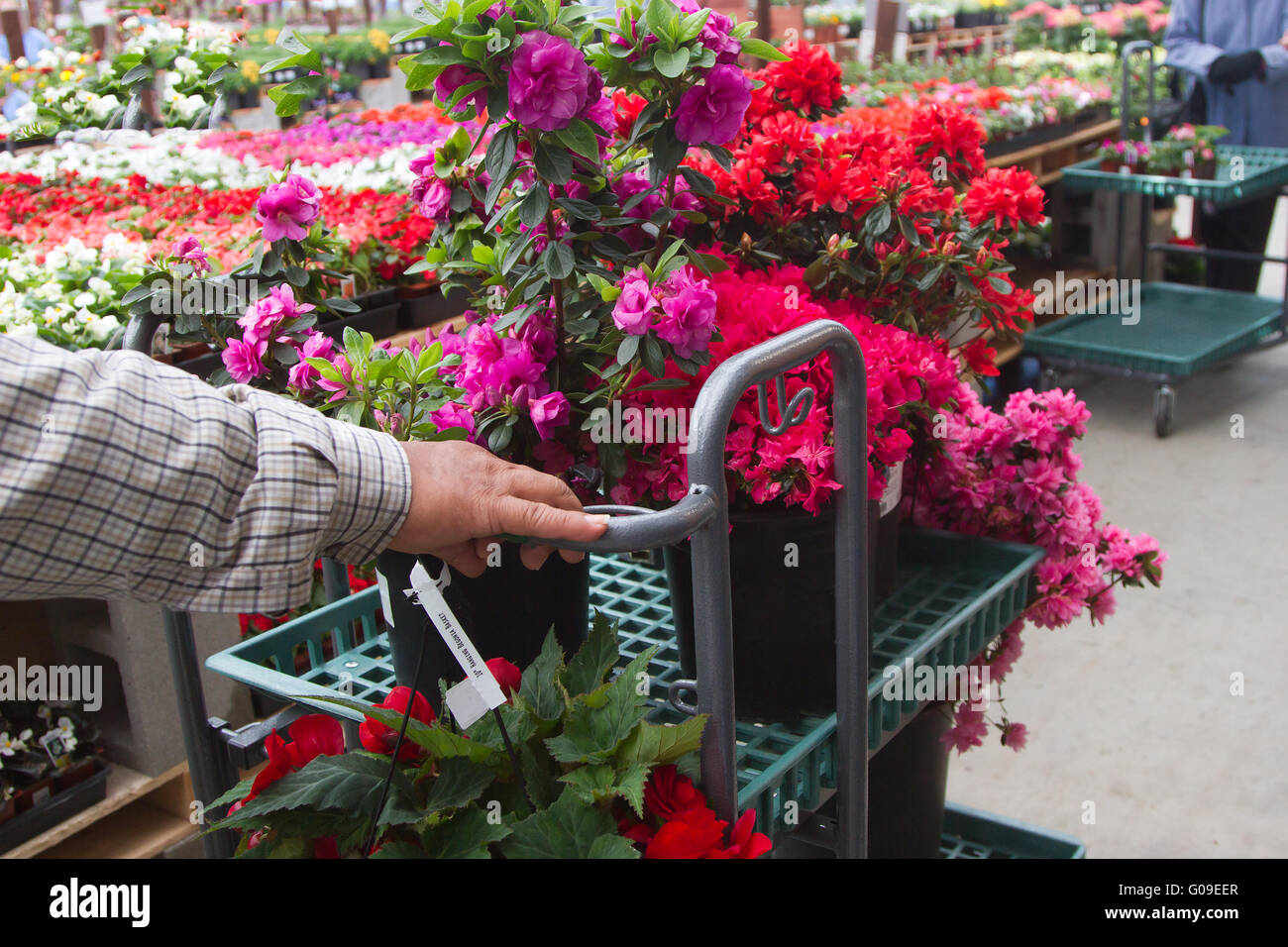 Customer's hand selecting annual flowers in a retail nursery. Stock Photo