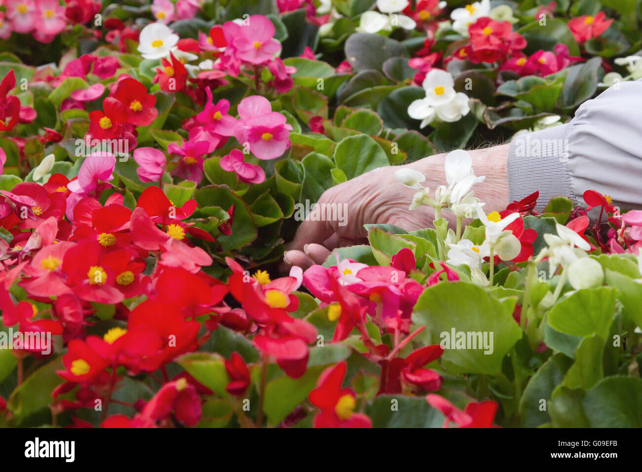 Customer's hand selecting annual flowers in a retail nursery. Stock Photo