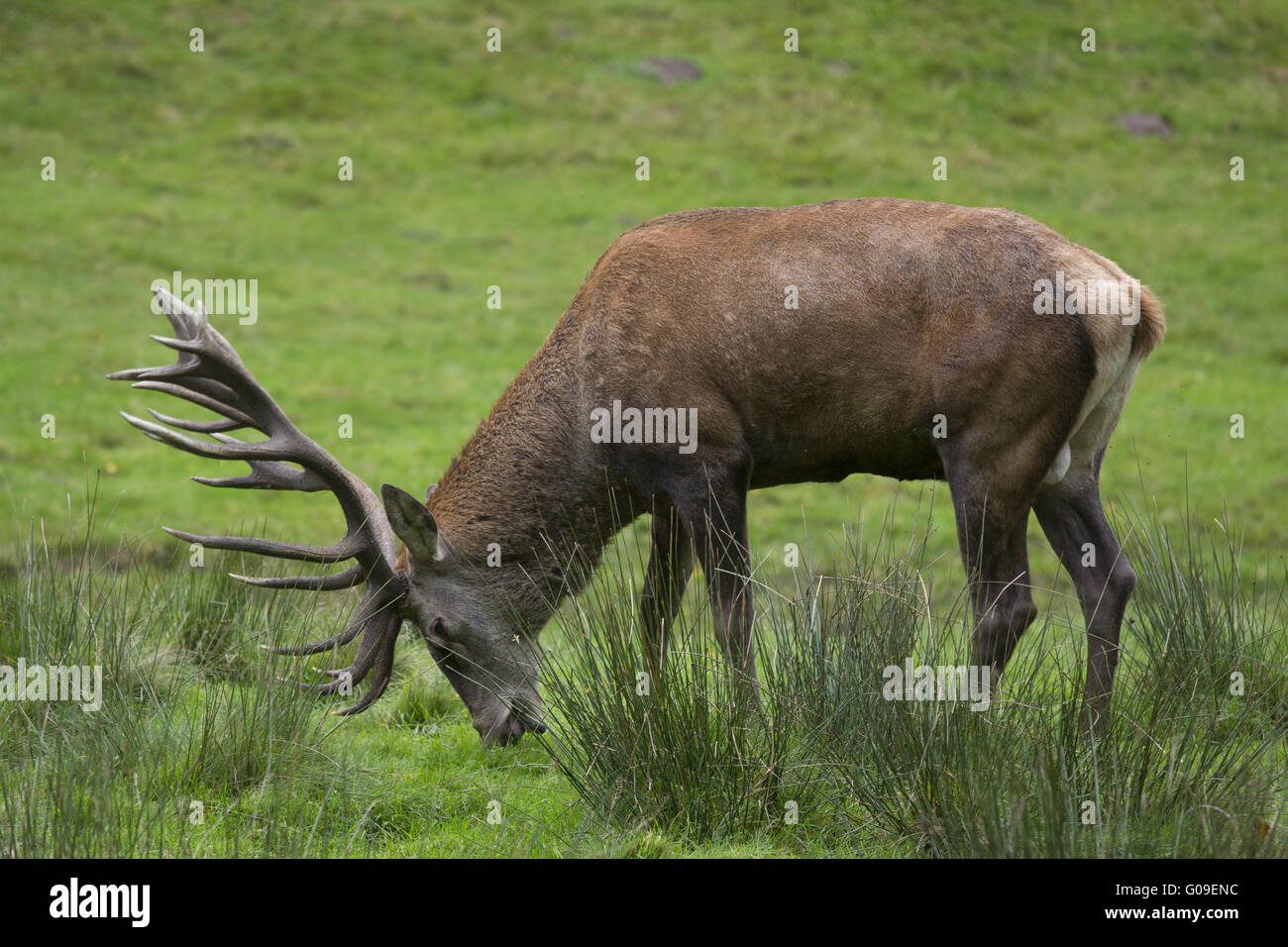 big deer from the near with antler which eats Stock Photo Alamy