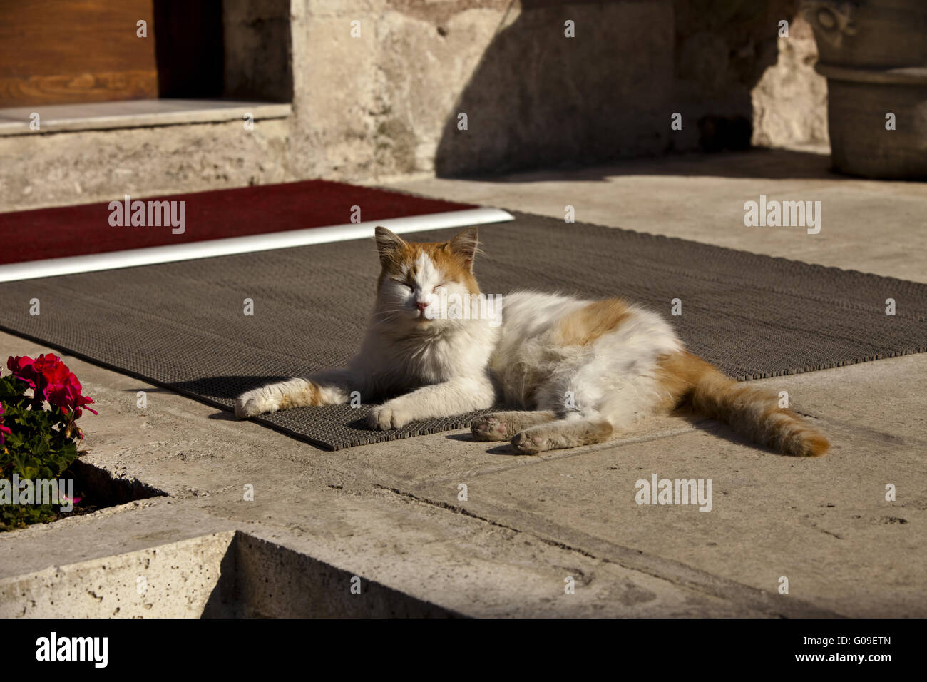 a cat relaxes in the sun Stock Photo