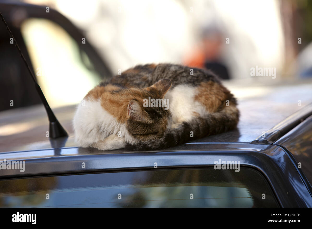 cat on the roof of the car Stock Photo